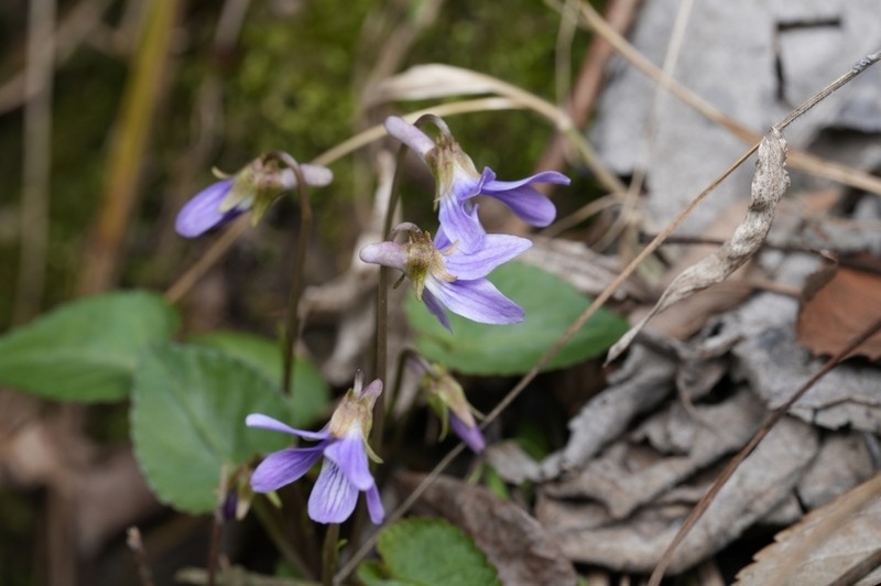 Japanese Violet
