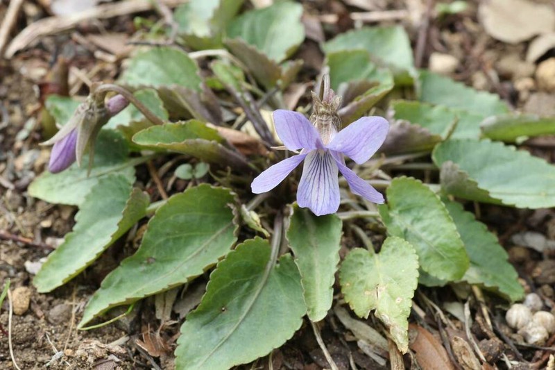 Japanese Violet photo 2