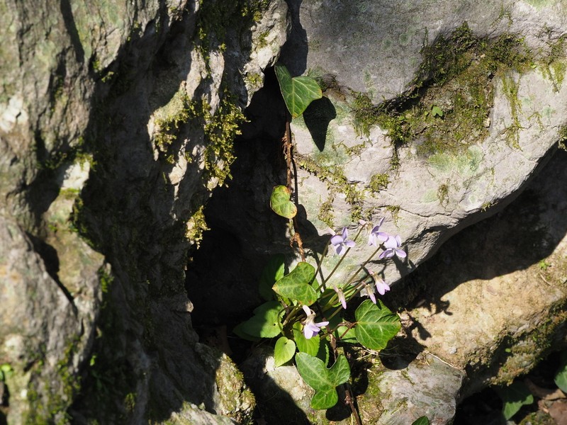 Japanese Violet photo 3