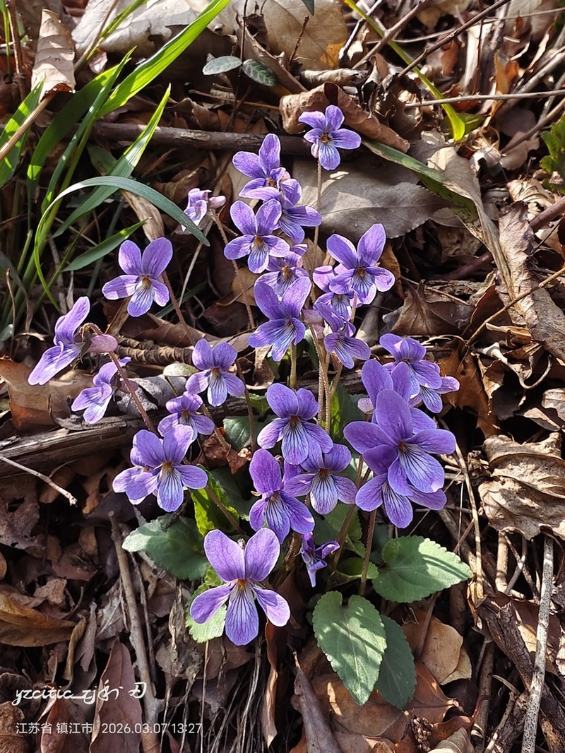 Japanese Violet photo 4
