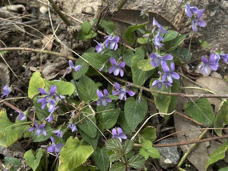 Japanese Violet photo 5