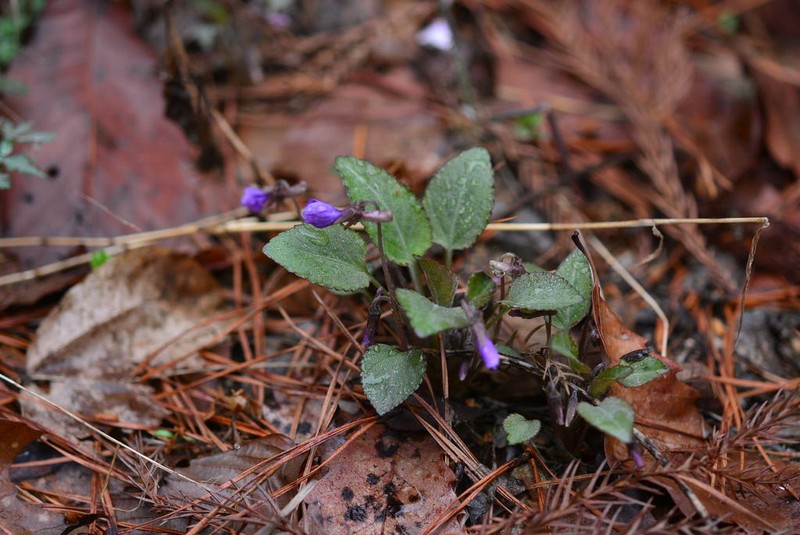 Japanese Violet photo 6