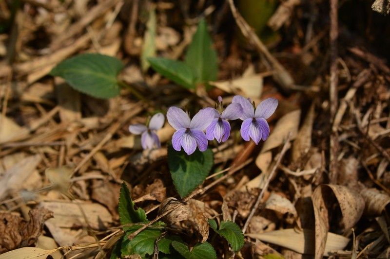 Japanese Violet photo 7