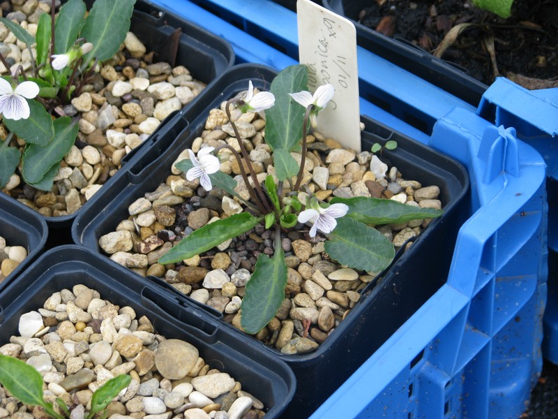 Japanese Violet photo 4