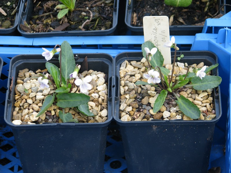 Japanese Violet photo 5
