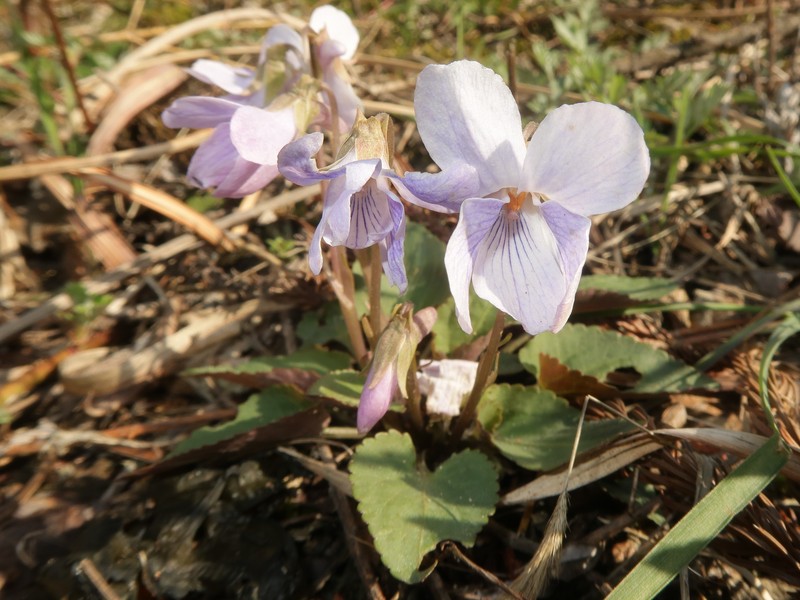 Japanese Violet photo 6
