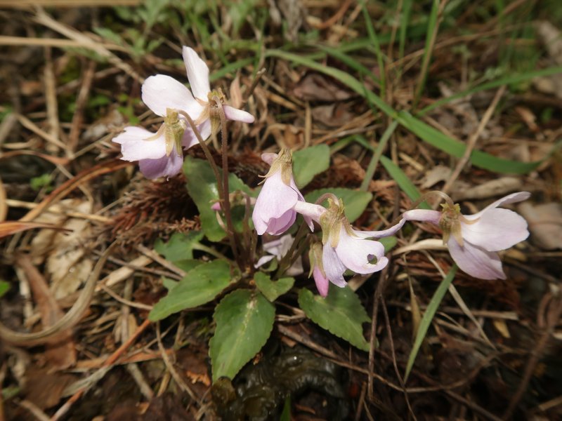 Japanese Violet photo 7