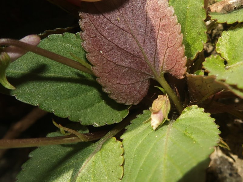 Japanese Violet photo 8