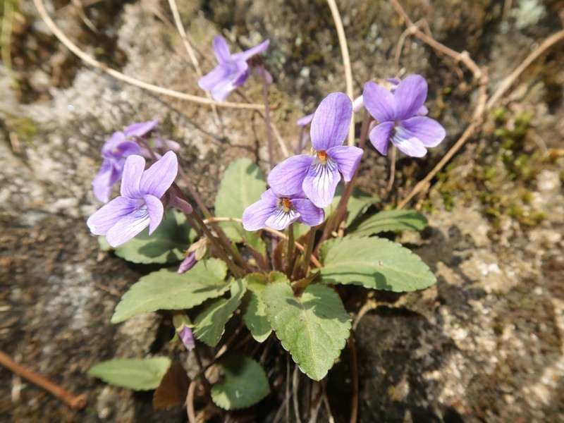Japanese Violet