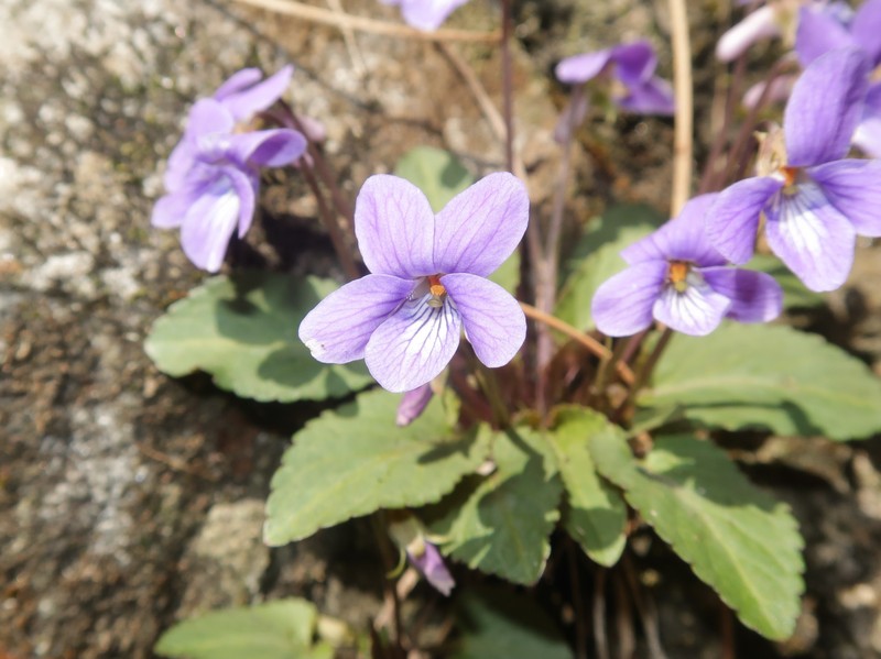 Japanese Violet photo 2