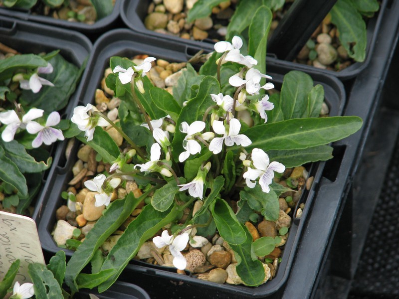 Japanese Violet photo 3