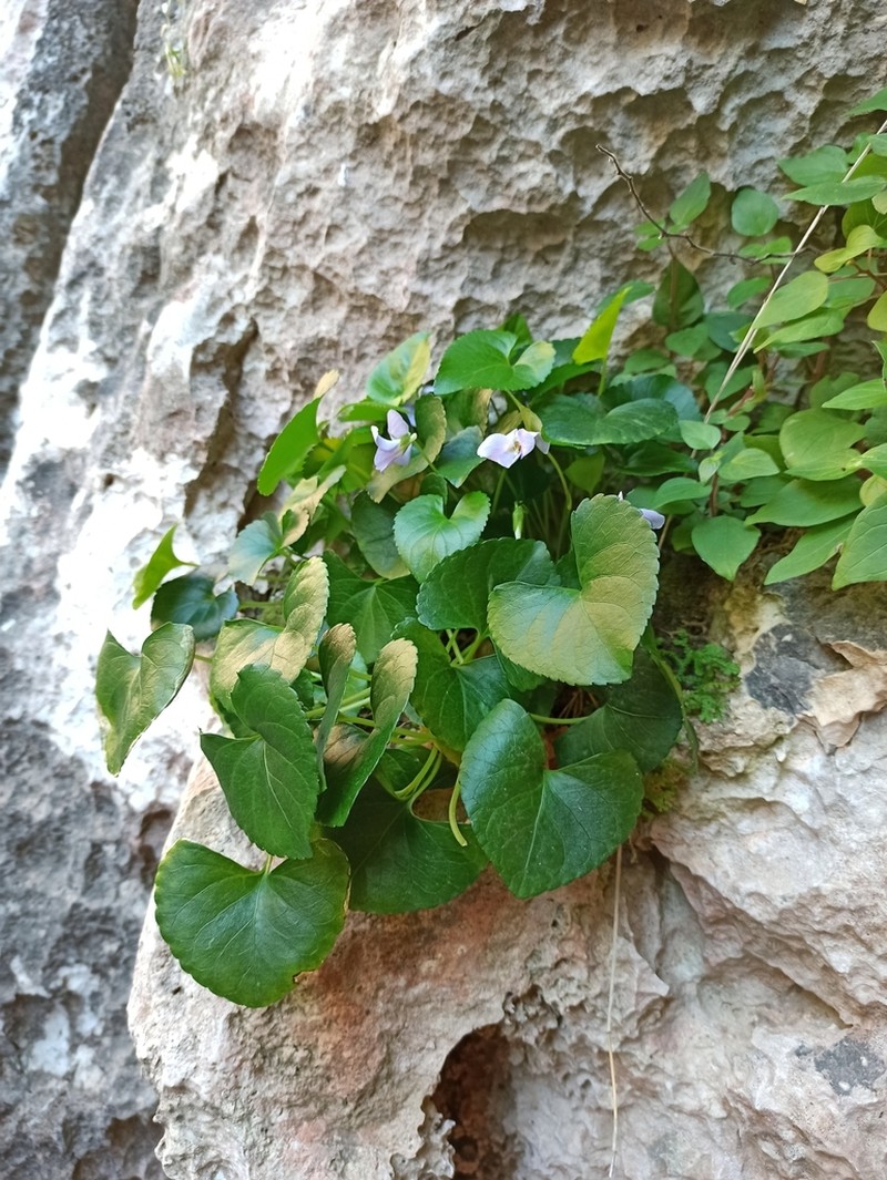 Viola jaubertiana