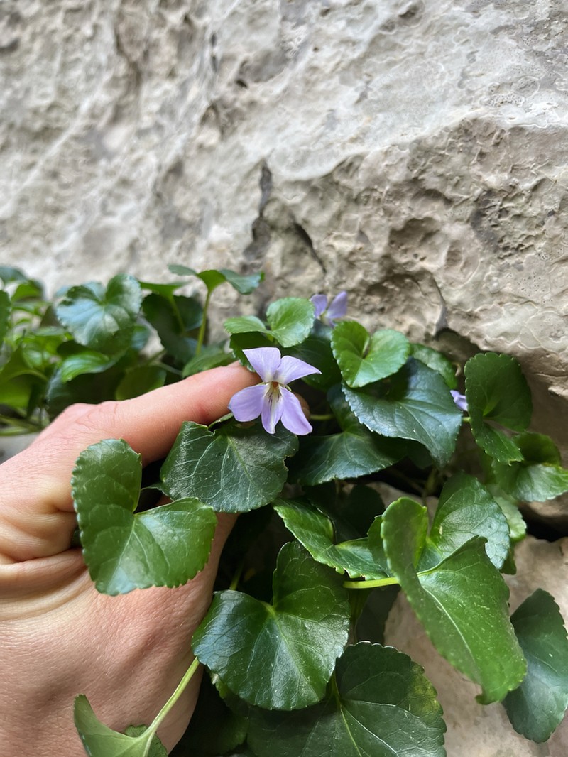 Viola jaubertiana photo 2