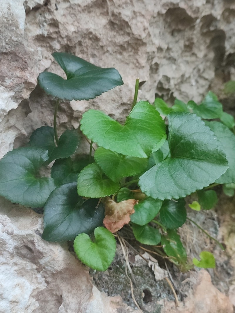 Viola jaubertiana photo 3