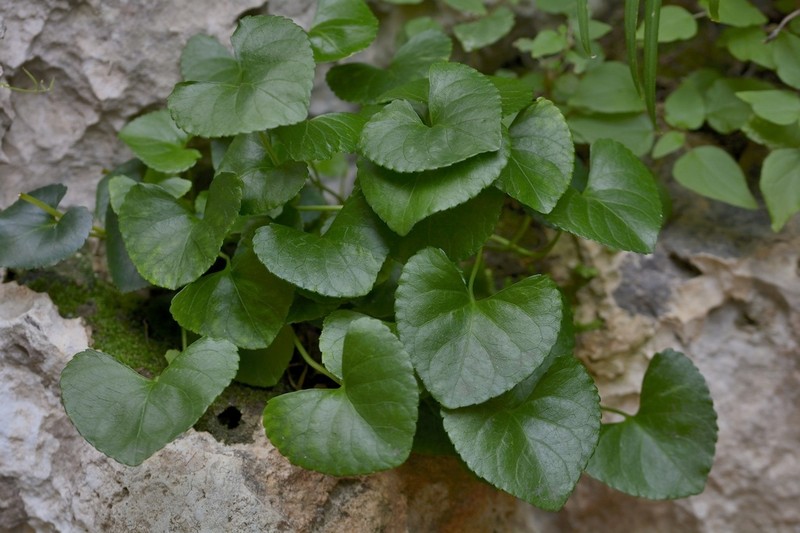 Viola jaubertiana photo 4