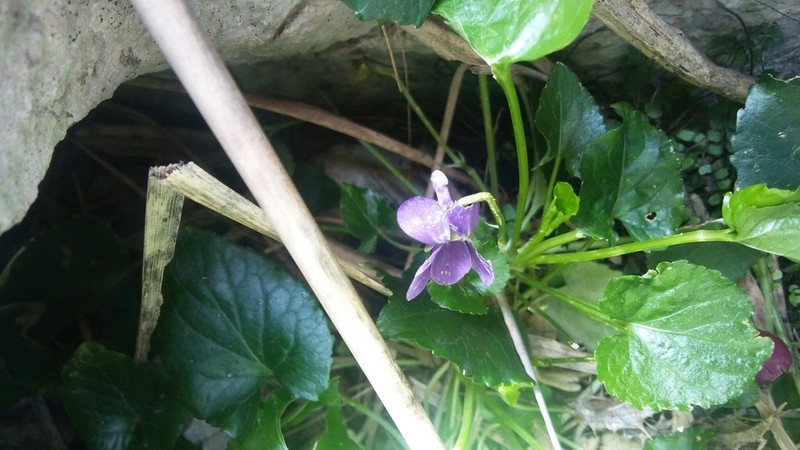 Viola jaubertiana photo 5