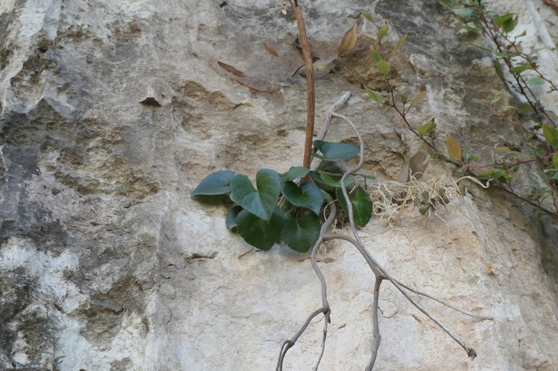 Viola jaubertiana photo 6