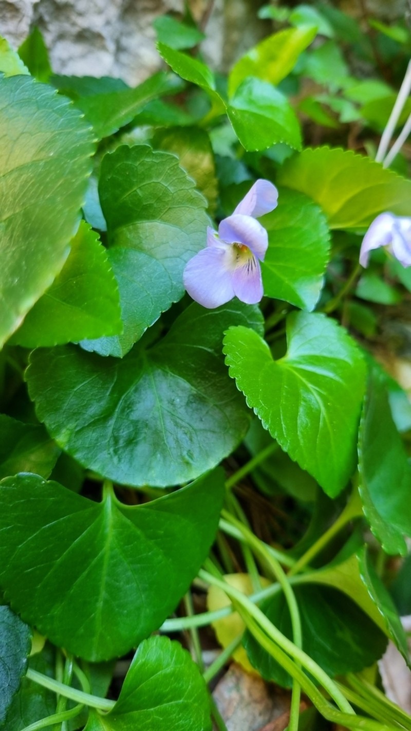 Viola jaubertiana photo 7