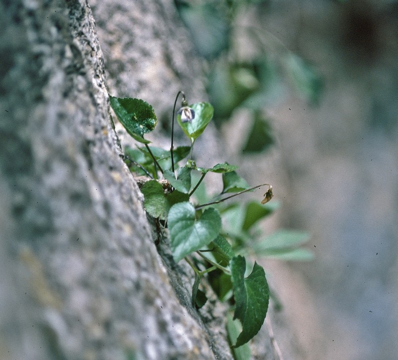 Viola jaubertiana photo 8