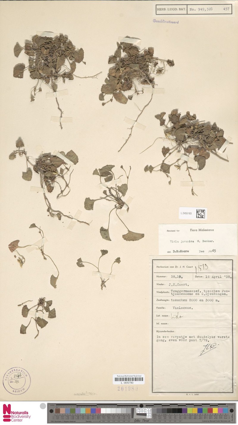 Viola javanica