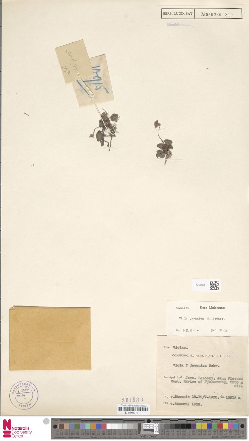 Viola javanica photo 2