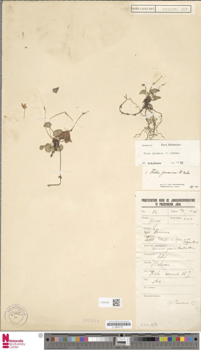Viola javanica photo 3