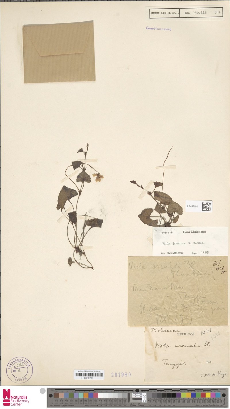 Viola javanica photo 4