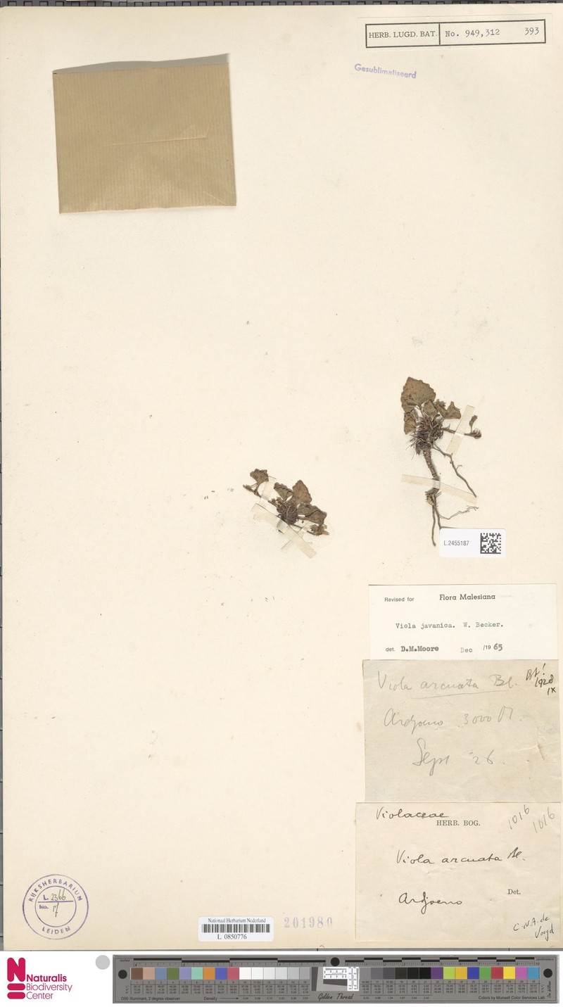 Viola javanica photo 5