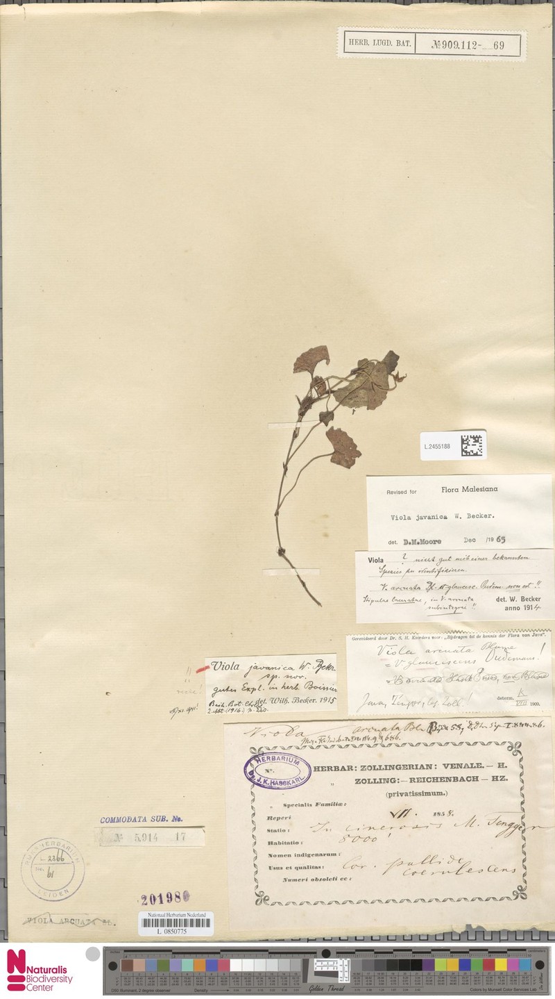 Viola javanica photo 6