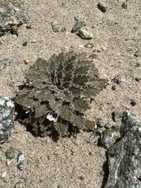 Viola joergensenii