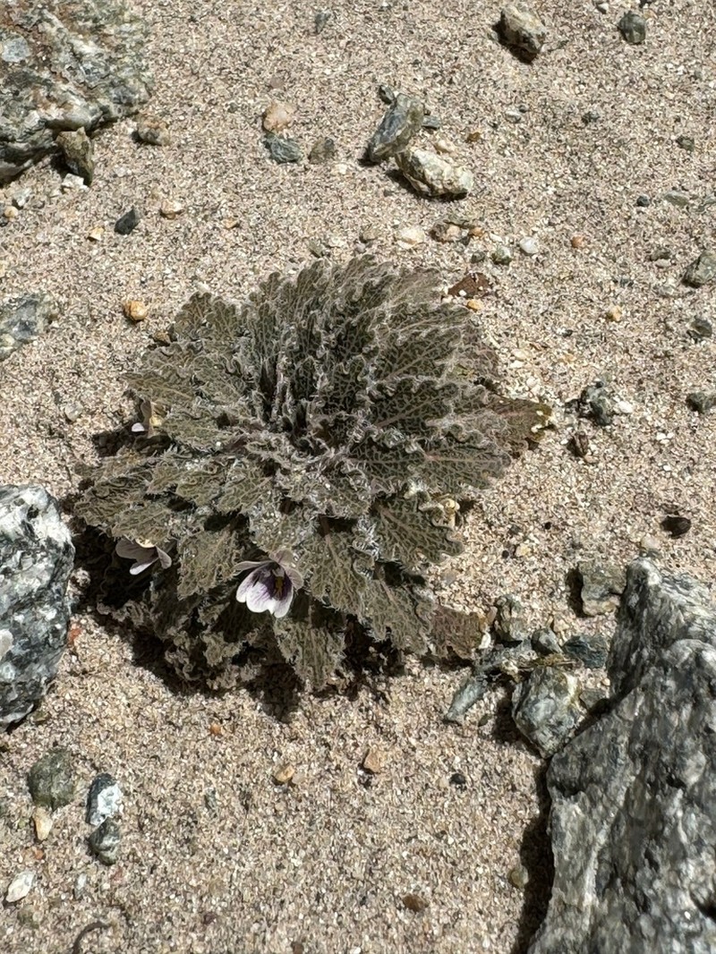 Viola joergensenii