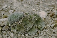 Viola johnstonii