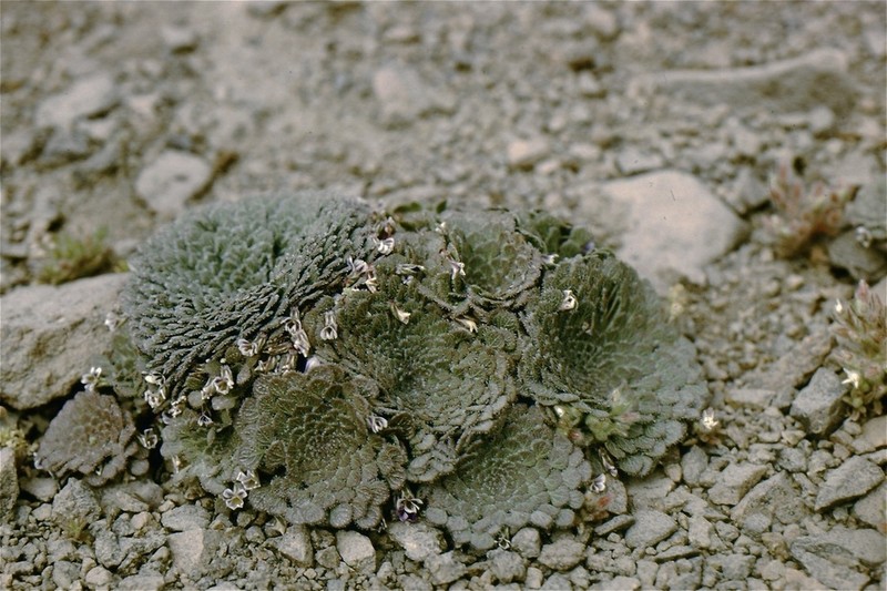 Viola johnstonii