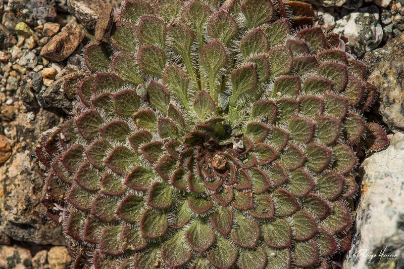 Viola johnstonii photo 2
