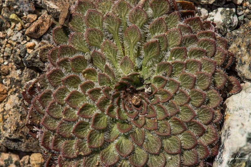 Viola johnstonii photo 5