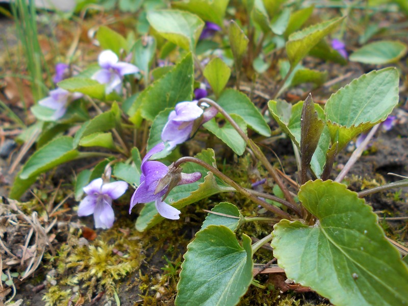 Viola jooi