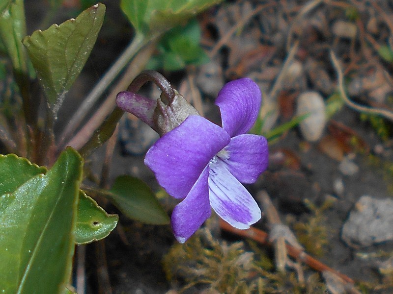 Viola jooi photo 2