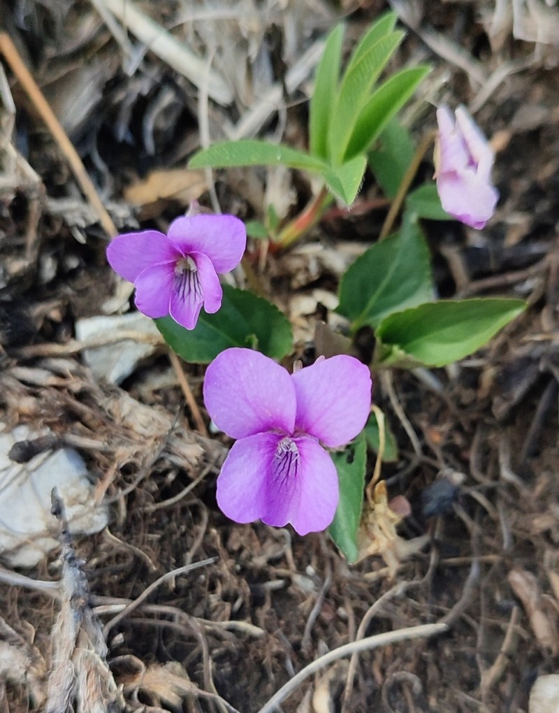 Viola jooi photo 3