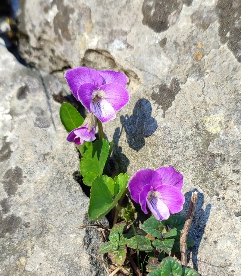 Viola jooi photo 4
