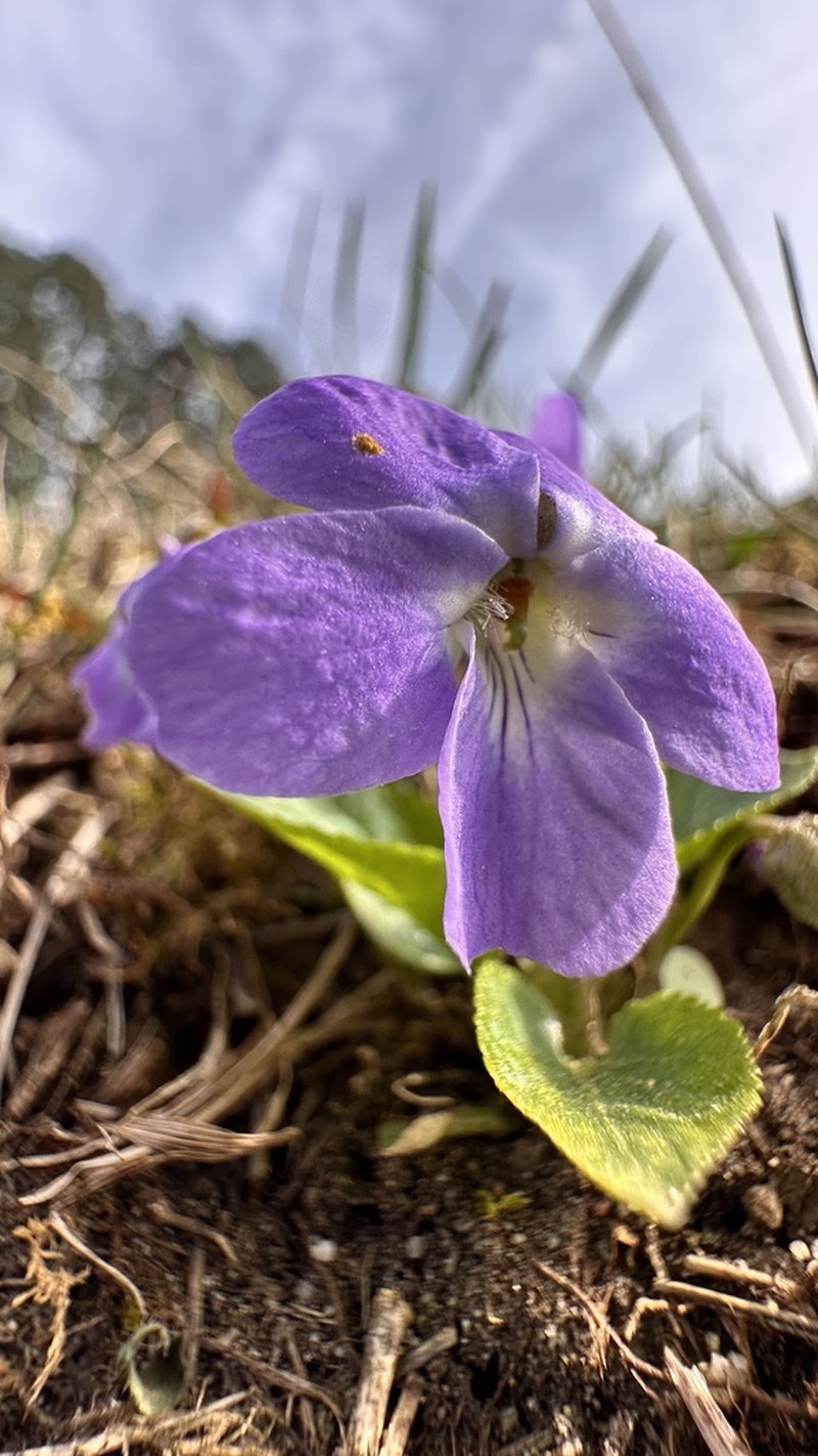 Viola jooi photo 5