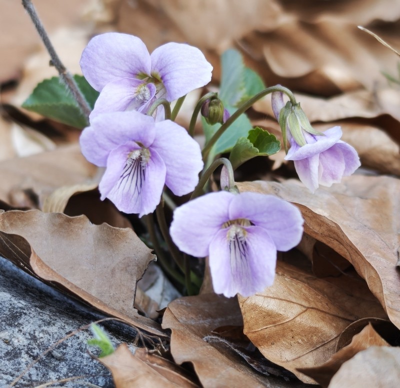 Viola jooi photo 6