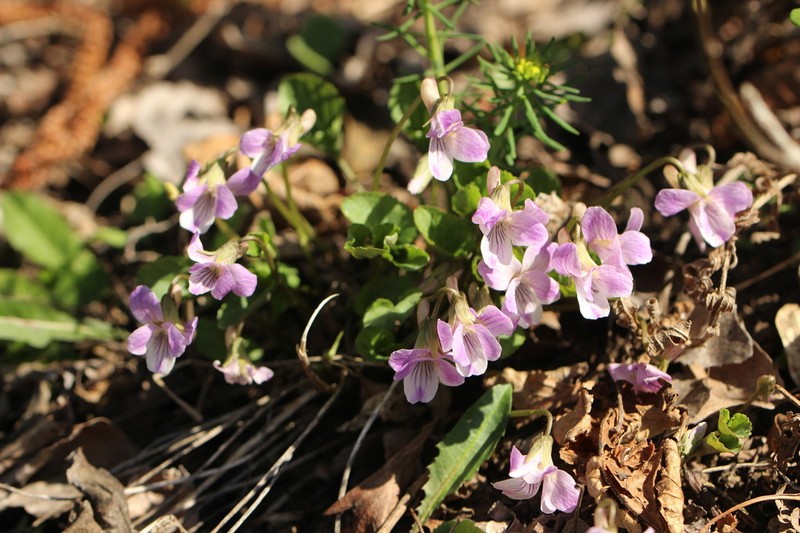 Viola jooi photo 7