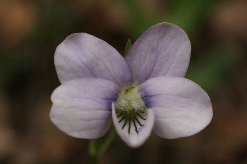 Viola jordanii