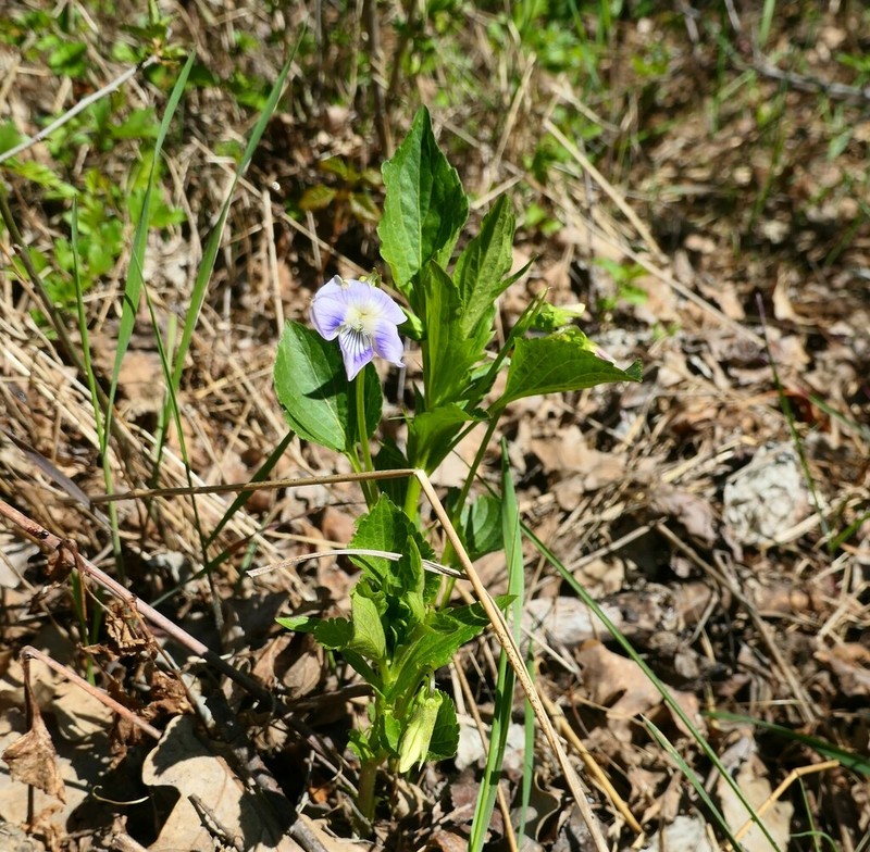 Viola jordanii photo 2