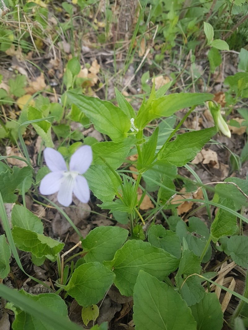 Viola jordanii photo 3