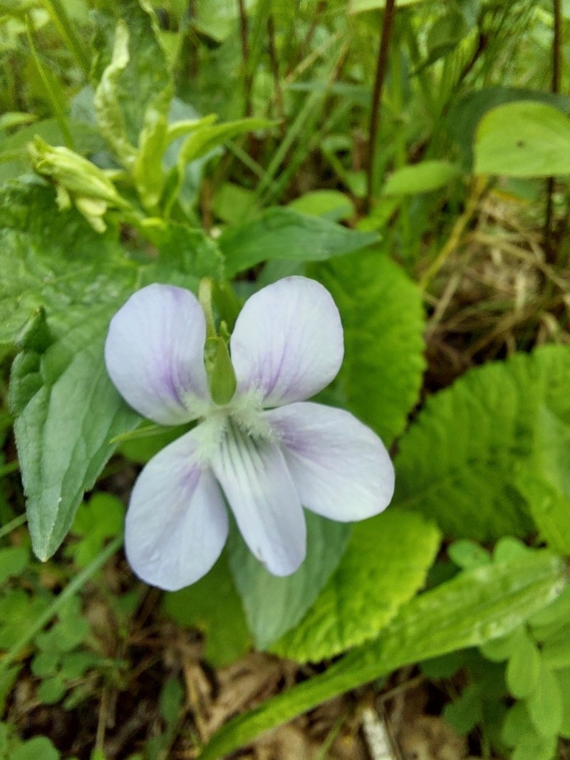 Viola jordanii photo 6