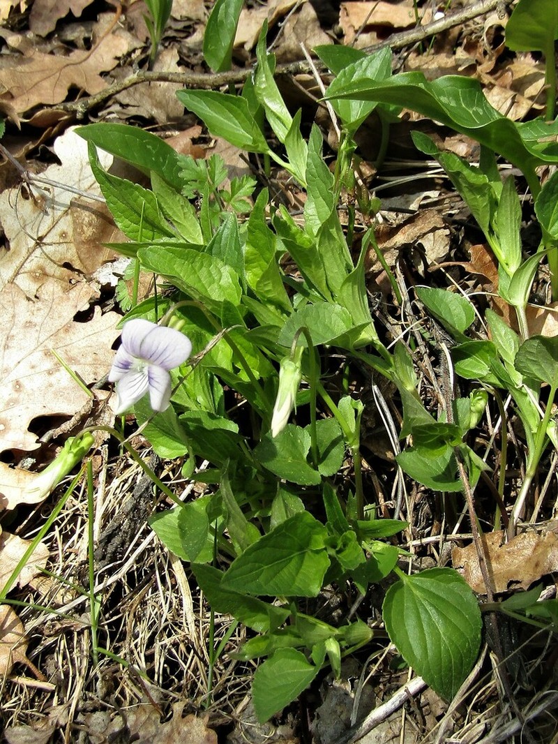 Viola jordanii photo 8
