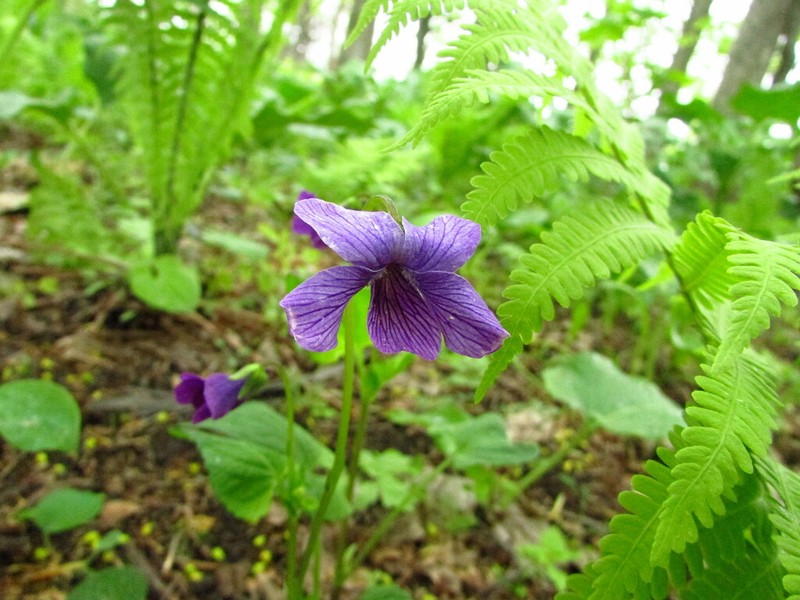 Viola kamtschadalorum photo 3