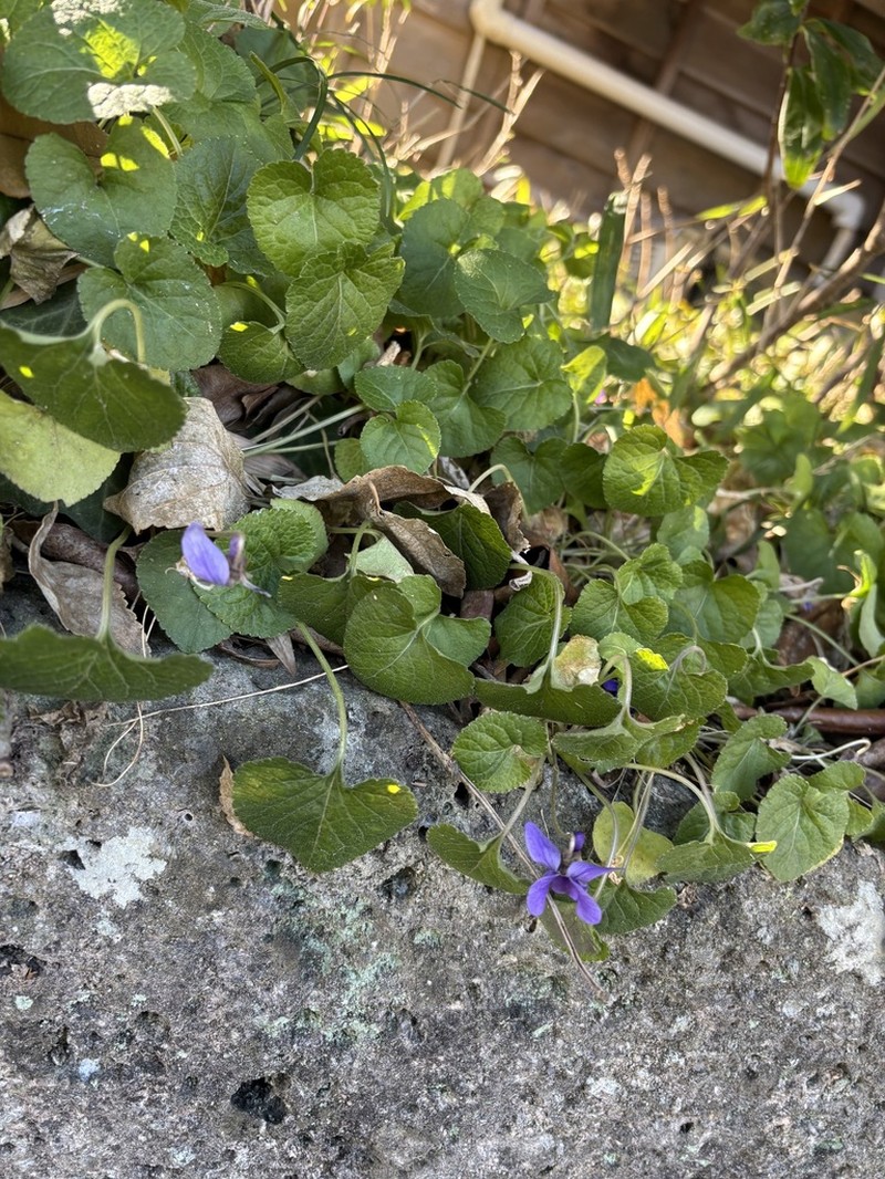 Viola kamtschadalorum photo 4