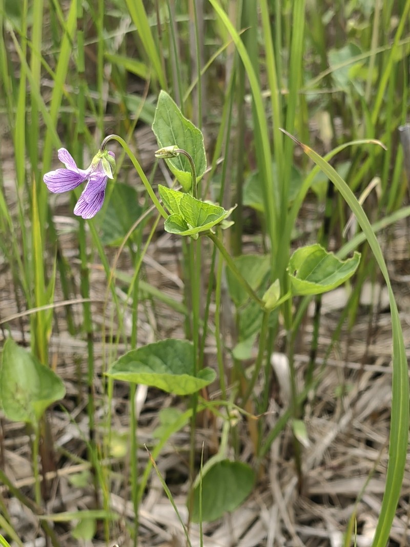 Viola kamtschadalorum photo 5